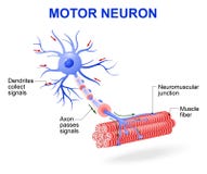 Motorisk neuron Ångalöneförhöjningar från upphettat vatten stock illustrationer Motorisk neuron Ångalöneförhöjningar från upphettat vatten stock illustrationer