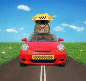 Motorista do gato na estrada foto de stock royalty free Motorista do gato na estrada foto de stock royalty free