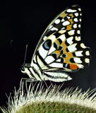 motyl motyl