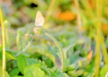 Motyl zdjęcie stock Motyl zdjęcie stock