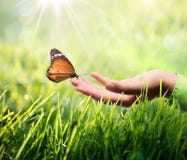 Motyl w ręce na trawie Motyl w ręce na trawie
