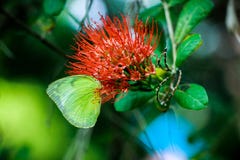 Motyl z kwiatem zdjęcia royalty free Motyl z kwiatem zdjęcia royalty free