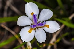 Motyli Biały Irysowy Diplarrena moraea zdjęcia stock Motyli Biały Irysowy Diplarrena moraea zdjęcia stock
