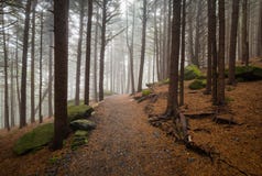 MOU norte de Carolina Outdoors Forest Hiking Roan da fuga apalaches imagens de stock MOU norte de Carolina Outdoors Forest Hiking Roan da fuga apalaches imagens de stock