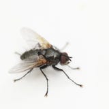 mouche mouche