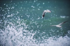 Mouette blanche montant au-dessus de la mer images stock Mouette blanche montant au-dessus de la mer images stock