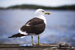 Mouette d'harengs sur un pilier image stock Mouette d'harengs sur un pilier image stock