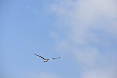 Mouette de la Californie en vol contre un ciel bleu, 4 photo libre de droits Mouette de la Californie en vol contre un ciel bleu, 4 photo libre de droits