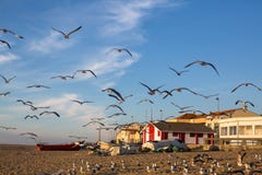 Mouettes sur la plage dans le village de pêche, l'Océan Atlantique Voyage Images libres de droits Mouettes sur la plage dans le village de pêche, l'Océan Atlantique Voyage Images libres de droits