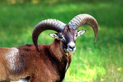 Mouflon avec sa beauté image stock Mouflon avec sa beauté image stock