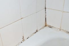 Moule dans la salle de bains Moule dans la salle de bains