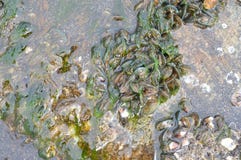 moules sur des bords de la mer images libres de droits moules sur des bords de la mer images libres de droits