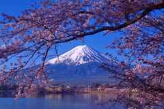 Mount Fuji and Cherry blossoms from Lake Kawaguchi Japan royalty free stock image Mount Fuji and Cherry blossoms from Lake Kawaguchi Japan royalty free stock image