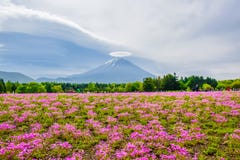 Mount Fuji view behind colorful flower field at Fuji Shibazakura Festival, Japan royalty free stock images Mount Fuji view behind colorful flower field at Fuji Shibazakura Festival, Japan royalty free stock images