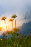 Mountain flowers at sunset stock photography Mountain flowers at sunset stock photography
