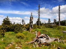 Mountain Forest Meadow Summer Scenic Sky royalty free stock photography Mountain Forest Meadow Summer Scenic Sky royalty free stock photography