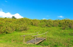 The mountain is full of tree marigold. On a bright sky. stock images The mountain is full of tree marigold. On a bright sky. stock images