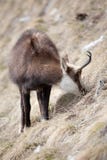 Mountain Goat Royalty Free Stock Photo