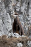 Mountain Goat In Natural Habitat Stock Photography