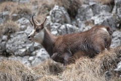 Mountain Goat In Natural Habitat Royalty Free Stock Image