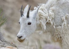 Mountain Goat Shedding Its Winter Coat - Jasper National Park Stock Photo Mountain Goat Shedding Its Winter Coat - Jasper National Park Stock Photo