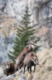Mountain Goats Stock Images