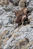 Mountain Goats Royalty Free Stock Photography