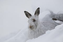 Mountain Hare, Lepus Timidus, Close Up Portrait While Sitting, Laying On Snow During Winter In Winter/summer Coat During Autumn/wi Mountain Hare, Lepus Timidus, Close Up Portrait While Sitting, Laying On Snow During Winter In Winter/summer Coat During Autumn/wi