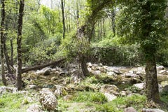 Mountain landscape with forest, Bussento river stream and a fallen tree. Salerno, Italy.