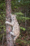 Mountain Lion Cub Up a Tree royalty free stock photos Mountain Lion Cub Up a Tree royalty free stock photos
