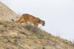 Mountain lion on hunt stock photos Mountain lion on hunt stock photos