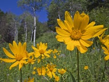 Mountain Meadow View Of Aspen Flower Arnica Sunflower Stock Photo Mountain Meadow View Of Aspen Flower Arnica Sunflower Stock Photo