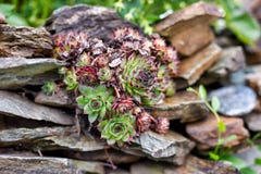 The mountain plant among the stones royalty free stock photos The mountain plant among the stones royalty free stock photos