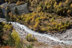 Mountain river among yellow autumn trees and evergreen pines