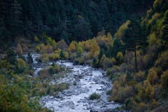 Mountain river among yellow autumn trees and evergreen pines