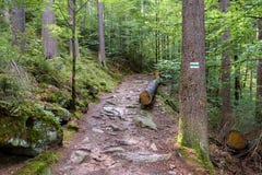 Mountain Trail In A Forest In Giant Mountains Royalty Free Stock Image
