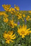 Mountain View Of Heartleaf Arnica And Lupine Stock Photo Mountain View Of Heartleaf Arnica And Lupine Stock Photo