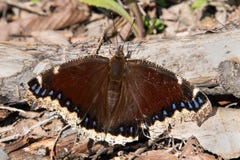 Mourning Cloak Butterfly Stock Photography Mourning Cloak Butterfly Stock Photography