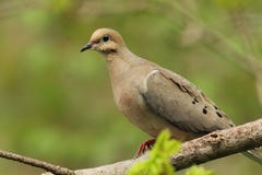 Mourning Dove Stock Images