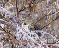 Mourning Dove After Ice Storm Royalty Free Stock Photos