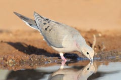 Mourning Dove Drinking At A Pond Royalty Free Stock Photography