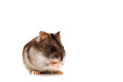 Mouse Stock Images