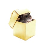 Mouse Royalty Free Stock Image