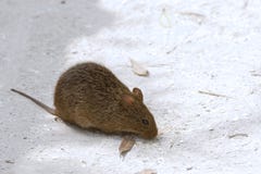 Mouse di campo