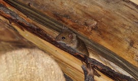Mouse. The mouse is hiding in the cracks of the house. Home pests are rodents mice and rats. The mouse runs and hides from people