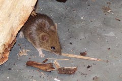 Mouse. Rodents mice pests in the house. Mouse close -up. Mouse in a residential building looking for food.