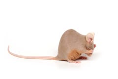 Mouse timido