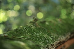 Mousse sur l'arbre dans le jardin tropical, texture des feuilles vertes, feuille dans la forêt tropicale image stock Mousse sur l'arbre dans le jardin tropical, texture des feuilles vertes, feuille dans la forêt tropicale image stock