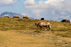 Moutons de montagne photo stock Moutons de montagne photo stock