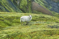 Moutons mignons dans Landmannalaugar photos libres de droits Moutons mignons dans Landmannalaugar photos libres de droits